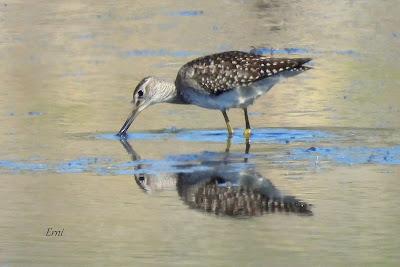 LAREDO-ASTILLERO-SUESA