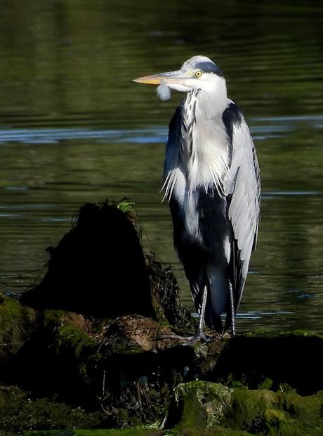 LAREDO-ASTILLERO-SUESA