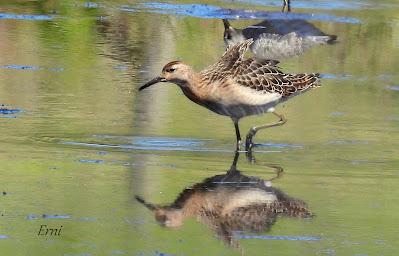 LAREDO-ASTILLERO-SUESA
