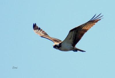LAREDO-ASTILLERO-SUESA