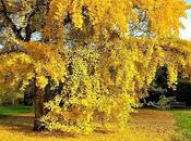 Ginkgo biloba, árbol quería inmortal