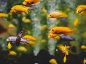 Liberan “encantador” lago desatan crisis ecológica