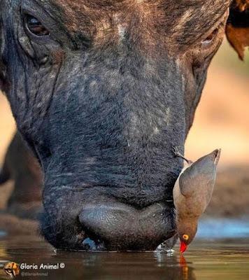 Quienes venden y exportan las armas que Israel usa en sus masacres… y el show del PP en el Congreso. Quienes venden y exportan las armas que Israel usa en sus masacres… y el show del PP en el Congreso.