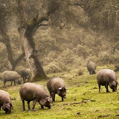 ¿QUÉ ES UNA ESCAPADA PAINMOON?