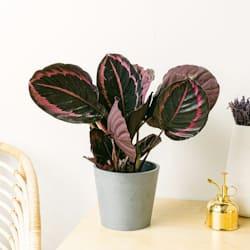 ¿Cuál es la humedad ideal en casa? ¿Cuál es la humedad ideal en casa?