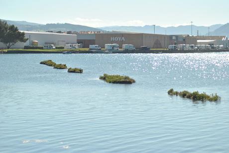 Marismas de Santoña