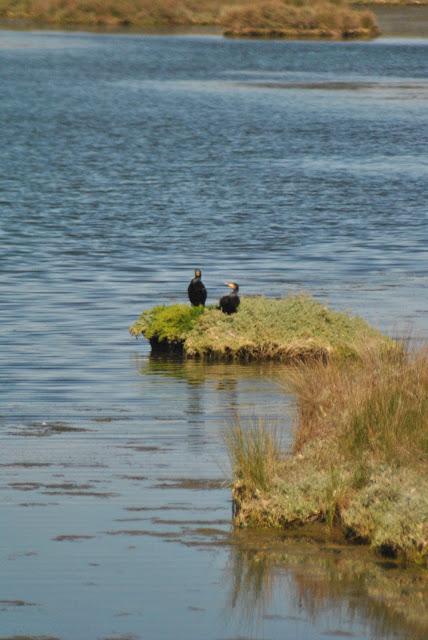 Marismas de Santoña