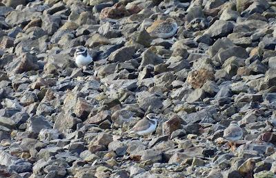 XVII FESTIVAL DE LA MIGRACIÓN DE LAS AVES