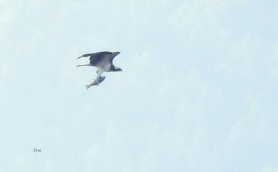 XVII FESTIVAL DE LA MIGRACIÓN DE LAS AVES