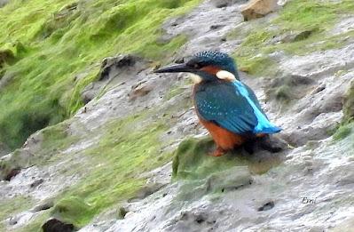 XVII FESTIVAL DE LA MIGRACIÓN DE LAS AVES