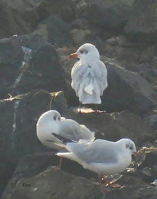 XVII FESTIVAL DE LA MIGRACIÓN DE LAS AVES