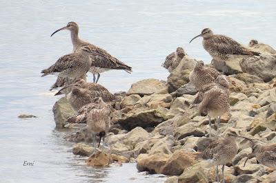 XVII FESTIVAL DE LA MIGRACIÓN DE LAS AVES