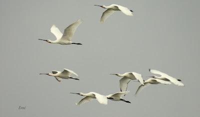 XVII FESTIVAL DE LA MIGRACIÓN DE LAS AVES