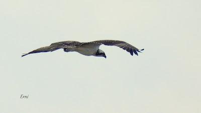 XVII FESTIVAL DE LA MIGRACIÓN DE LAS AVES