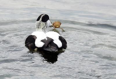 XVII FESTIVAL DE LA MIGRACIÓN DE LAS AVES