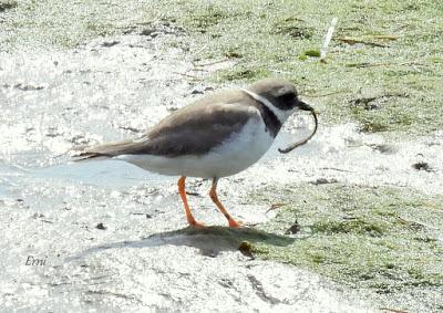 XVII FESTIVAL DE LA MIGRACIÓN DE LAS AVES