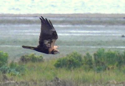XVII FESTIVAL DE LA MIGRACIÓN DE LAS AVES