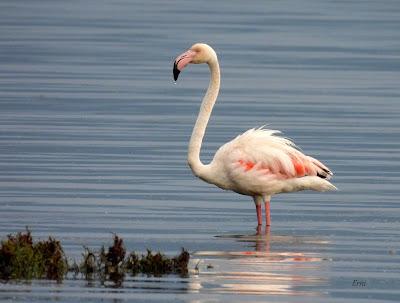 XVII FESTIVAL DE LA MIGRACIÓN DE LAS AVES