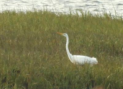 XVII FESTIVAL DE LA MIGRACIÓN DE LAS AVES