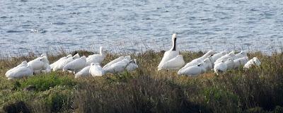 XVII FESTIVAL DE LA MIGRACIÓN DE LAS AVES