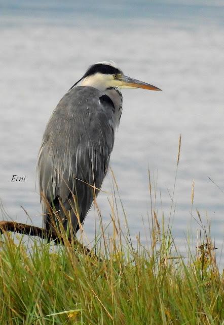 XVII FESTIVAL DE LA MIGRACIÓN DE LAS AVES