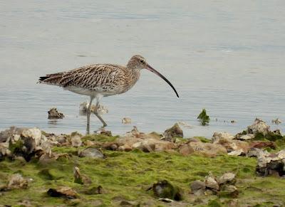 XVII FESTIVAL DE LA MIGRACIÓN DE LAS AVES