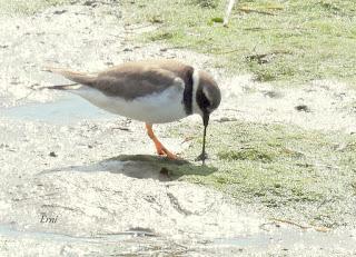 XVII FESTIVAL DE LA MIGRACIÓN DE LAS AVES
