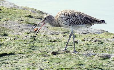 XVII FESTIVAL DE LA MIGRACIÓN DE LAS AVES