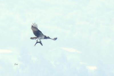 XVII FESTIVAL DE LA MIGRACIÓN DE LAS AVES