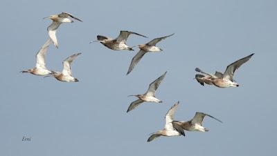 XVII FESTIVAL DE LA MIGRACIÓN DE LAS AVES
