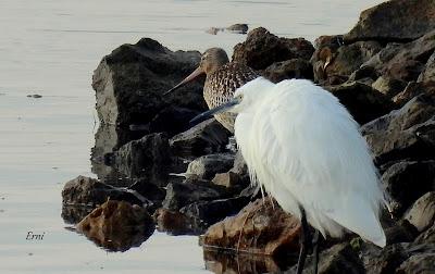 XVII FESTIVAL DE LA MIGRACIÓN DE LAS AVES