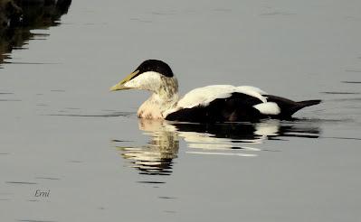 XVII FESTIVAL DE LA MIGRACIÓN DE LAS AVES
