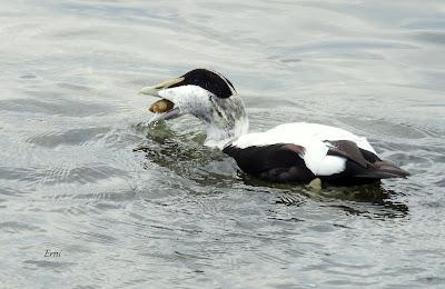 XVII FESTIVAL DE LA MIGRACIÓN DE LAS AVES
