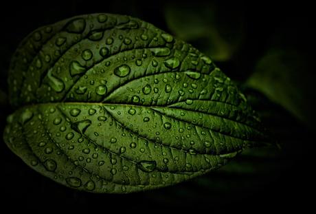Leaf-5298312_1280