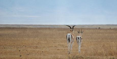 Tanzania y Zanzíbar – Una experiencia para compartir en grupo Tanzania y Zanzíbar – Una experiencia para compartir en grupo