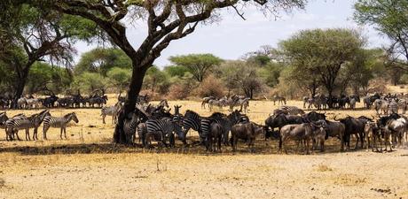 Tanzania y Zanzíbar – Una experiencia para compartir en grupo Tanzania y Zanzíbar – Una experiencia para compartir en grupo