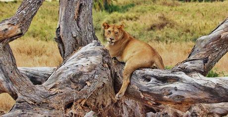 Tanzania y Zanzíbar – Una experiencia para compartir en grupo Tanzania y Zanzíbar – Una experiencia para compartir en grupo