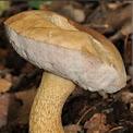 Boletus edulis