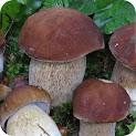 Boletus edulis