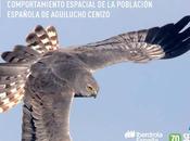 SEO/Birdlife descubre viajes agilucho cenizo nueva monografía programa Migra