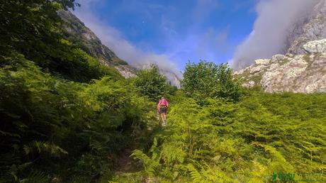 Vegetación subiendo a Amuesa