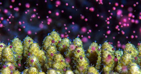 Cómo los ciclos lunares guían el desove de corales, gusanos y más