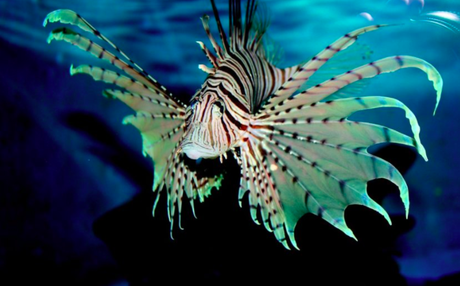 Amenaza pez león biodiversidad de santuario costero