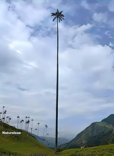 “Mientras Israel no pague un precio por sus acciones terroristas, nada cambiará”