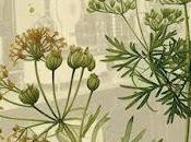 Alcaravea irene reyes-noguerol