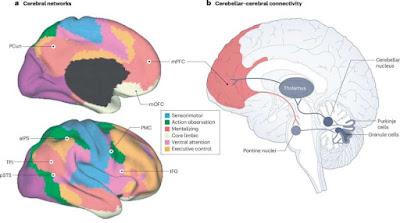 Papel del cerebelo en el funcionamiento social y cognitivo Papel del cerebelo en el funcionamiento social y cognitivo