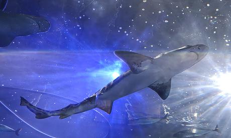 San Francisco CityPAss Aquarium of the Bay