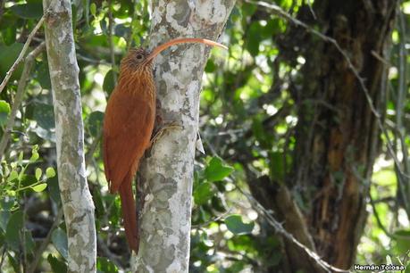Picapalo colorado (Campylorhamphus trochilirostris)