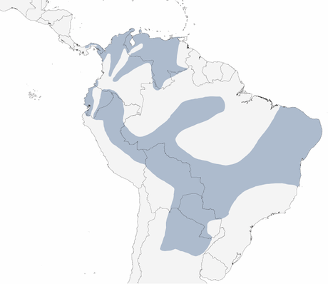 Picapalo colorado (Campylorhamphus trochilirostris)