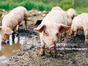 urgente limpiar pocilga política española